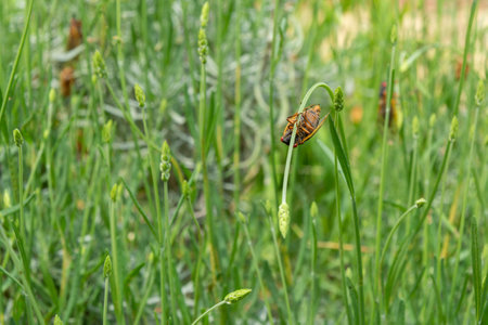 Adult 17-year cicada (Magicicada sp.) hangs upside down from a stalk of a lavendar plant.