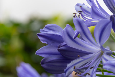 Close-up of blossoms of a blue african lily (agapanthus)の写真素材