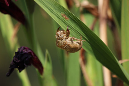 Cicada Insect Shell in Outdoor Garden after Sheddingの写真素材