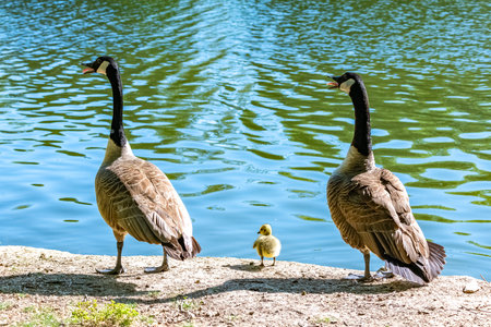 Canada goose with chicks swimming on the lakeの写真素材