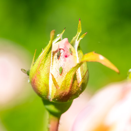 green aphids that eat the sap of a rosebud