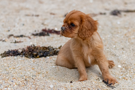 A dog cavalier king charles, a ruby puppy sitting on the beachの写真素材