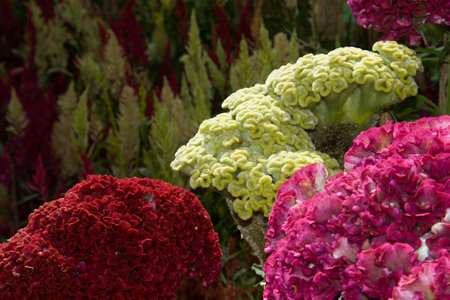View of top portions of red, yellow and pink cockscomb plants at Republic Day Flower Show in Lalbagh, Bengaluru, Karnataka, India, Asiaの写真素材