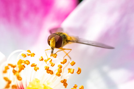 Hoverfly, insect eating pollen on a roseの写真素材