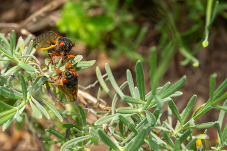 A pair of adult 17-year cicada (Magicicada sp.) resting on a lavendar plantの写真素材