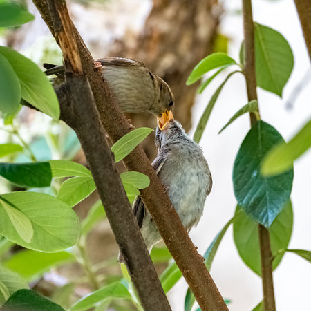 a baby sparrow fed by its motherの写真素材