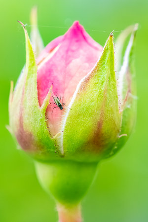 An aphid that eats the sap of a leaf on a rosebushの写真素材