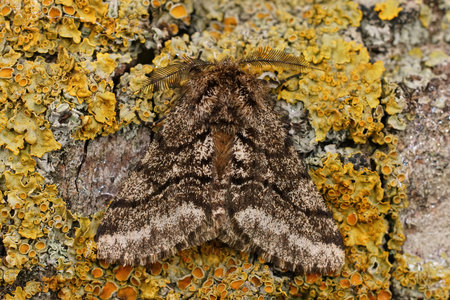 Dorsal closeup on the brindled beauty moth, Lycia hirtaria sitting on a lichen covered wood, with open wingsの写真素材