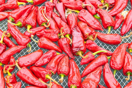 Espelette chillies dried in a greenhouse in the Basque country