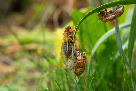Adult 17-year cicada (Magicicada sp.) resting after emergence from nymphal caseの写真素材