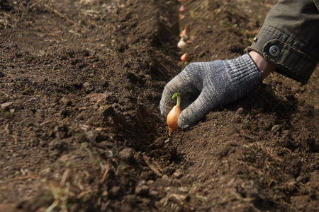 Planting onion sets in the garden in the spring - work at the beginning of the season. Image with selective focus. A gloved hand holds an onion.の写真素材