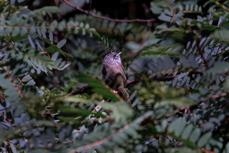Tufted Tit Tyrant (Anairetes parulus), asomado entre las ramas de un arbustoの写真素材
