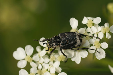 Closeup on a small scarab beetle, Valgus hemipterus, sitting on a white flower in the fieldの写真素材