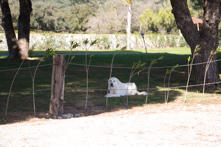 white mastiff dog lying on the grass in the garden of a house.の写真素材