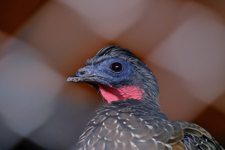 Spixs Guan (Penelope jacquacu), a captive specimen with a damaged beak.の写真素材