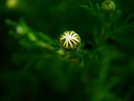 Nice photo of a close-up of a daisy bud in springの写真素材