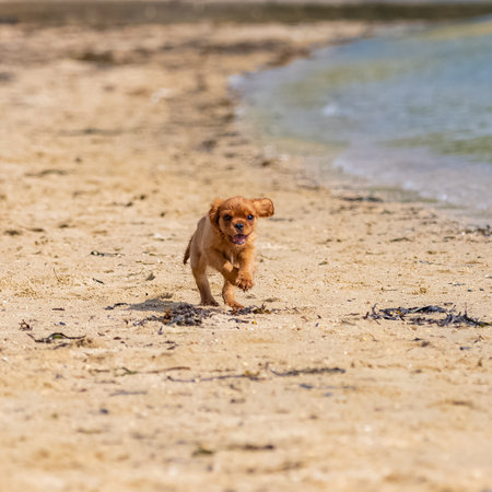 A dog cavalier king charles, a ruby puppy running on the beachの写真素材