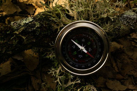 close-up of a compass on tree branches with ferns on the path of a hiking routeの写真素材