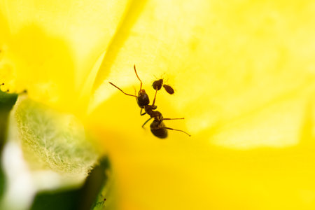 an ant that farms aphids on a yellow roseの写真素材