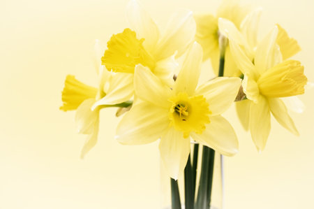 Springtime concept - Yellow blooming duffodils in a glass vase against a light  pastel color wall