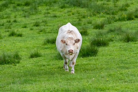 A white cow in a field, in a pastureの写真素材