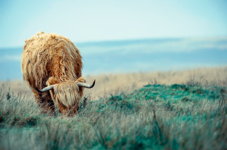Exmoor highland cow feeding