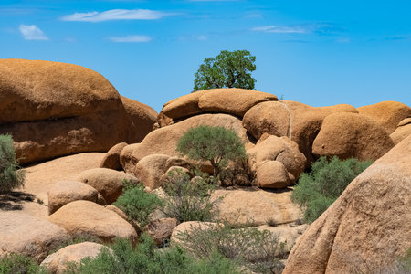 Namibia, landscape in Damaraland, with trees growing on big rocksの写真素材