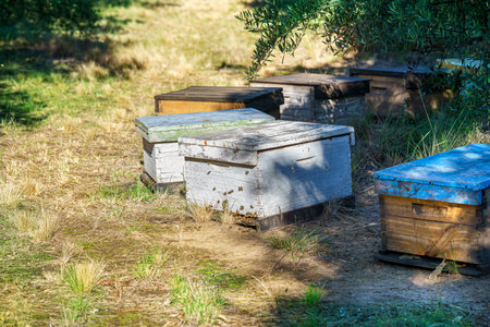 some hives with bees in their entrance located on the grass in the shade of an olive treeの写真素材