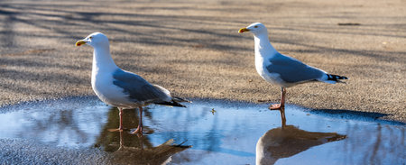 Pair of seagulls stood in a puddle of waterの写真素材