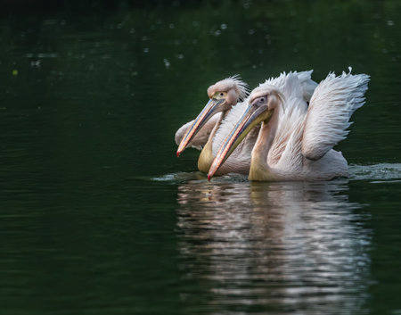 A Pair of Pelican dating in a lakeの写真素材