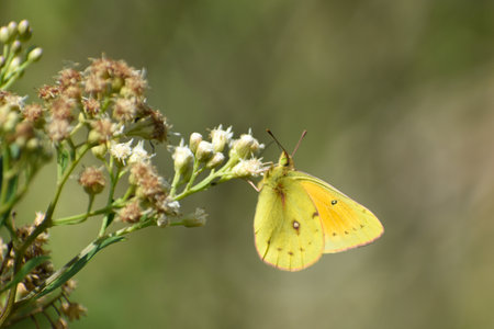 Yellow butterfly colias lesbia on a white wildflowerの写真素材