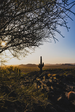 From the top of Thunderbird Conservation park a cactus stands in afternoon sunlight against a backdrop of desert mountains.の写真素材