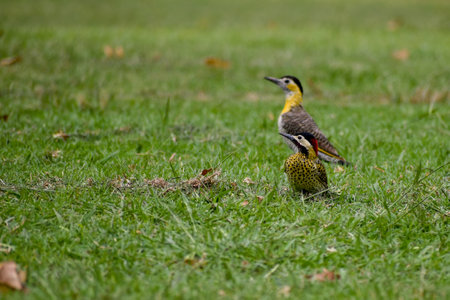green-barred woodpecker (Colaptes melanochloros) (front) and campo flicker (Colaptes campestris) (back) on the ground, seen in Buenos Airesの写真素材
