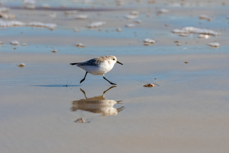 A bird sanderling running on the beach, blue sea