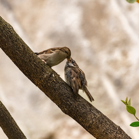 A baby sparrow waits for his mother to feed himの写真素材