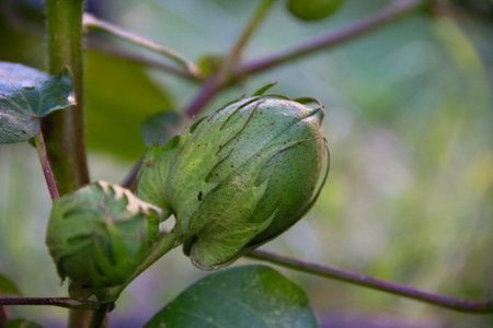 green fruit on the cotton plant in the summerの写真素材
