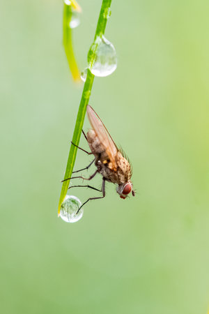 A fly standing on a leaf in the garden, with a drop after the rain