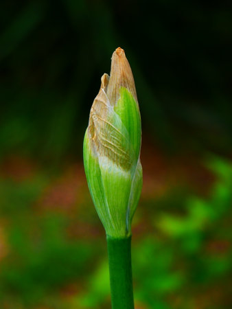 Beautiful photo of an iris flower bud