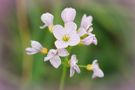 Closeup on the light purple flowers of the cuckoo flower, Cardamine pratense in the field