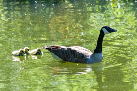 Canada goose with chicks swimming on the lakeの写真素材