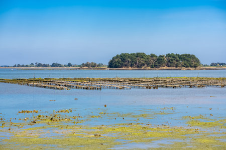 Brittany, panorama of the Morbihan gulf, view from the Ile aux Moines island, with an oyster shipの写真素材