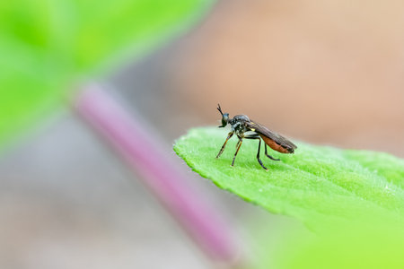 A fly, Dioctria hyalipennis, standing on a leaf in the garden
