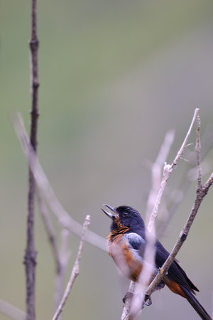 Black throated Flowerpiercer (Diglossa brunneiventris), perched and hidden among the dry branches of...