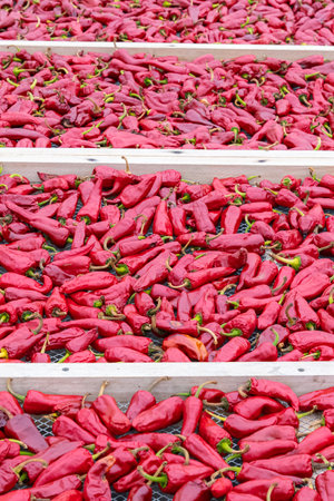 Espelette chillies dried in a greenhouse in the Basque countryの写真素材