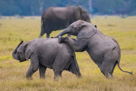 Two young elephants playing in the herd, funny animals in the Amboseli park in Kenyaの写真素材