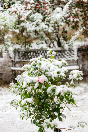 camellia under the snow in the garden, romantic landscapeの写真素材