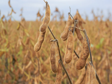 close up of the ripe soybean in the field plantationの写真素材