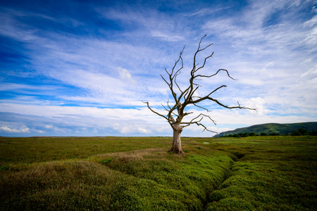 Porlock salt marsh lies behind a long shingle ridge that forms Porlock Bay. In 1996 a storm breached the shingle ridge, inundating the low-lying marsh. It was decided to follow a policy of âmanaged retreatâ and let nature takes its course. You can now see the remains of well-established trees as sculptural skeletons, having been poisoned by the salt.の写真素材