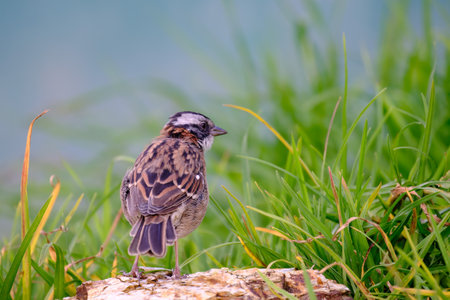 Rufous collared Sparrow (Zonotrichia capensis), walking in the grass looking for food.の写真素材