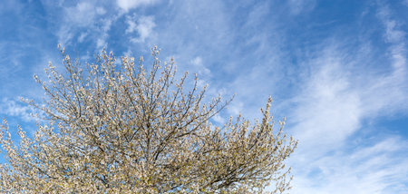 Springtime background with copy space. Beautiful tree blossom in springtime over blue sky
